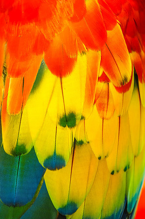 Plumage
