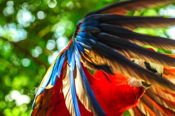 Taking Flight