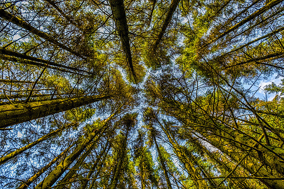 Under the Trees
